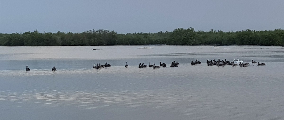 Brown Pelican - ML207771811