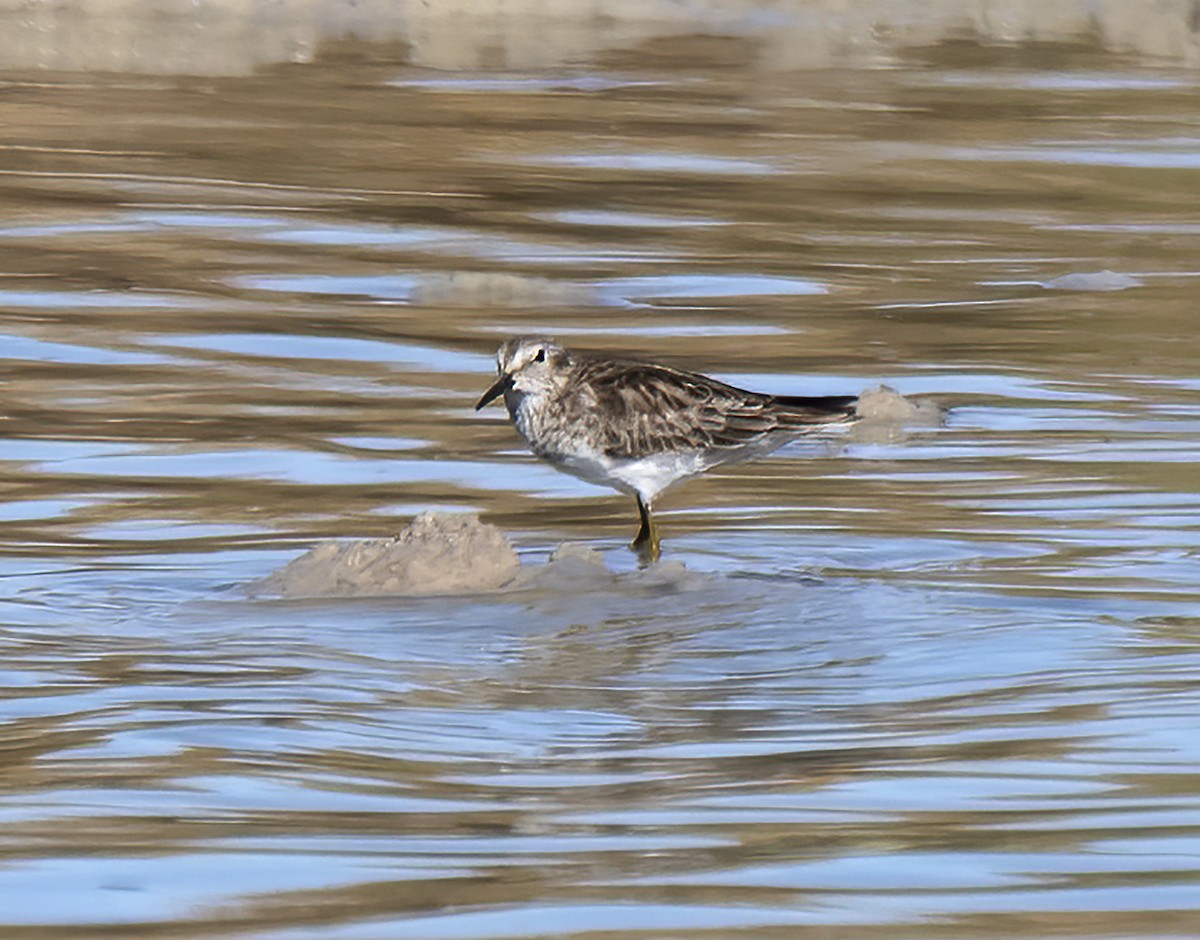 Wiesenstrandläufer - ML207772761