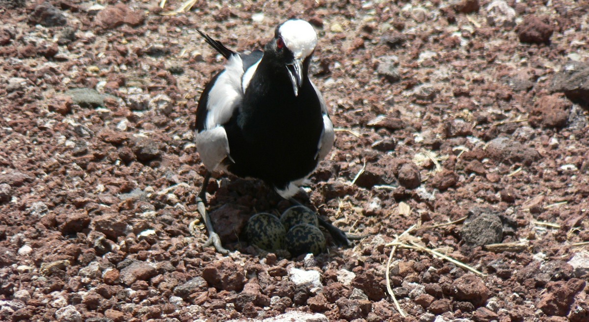 Blacksmith Lapwing - Anabel&Geoff Harries