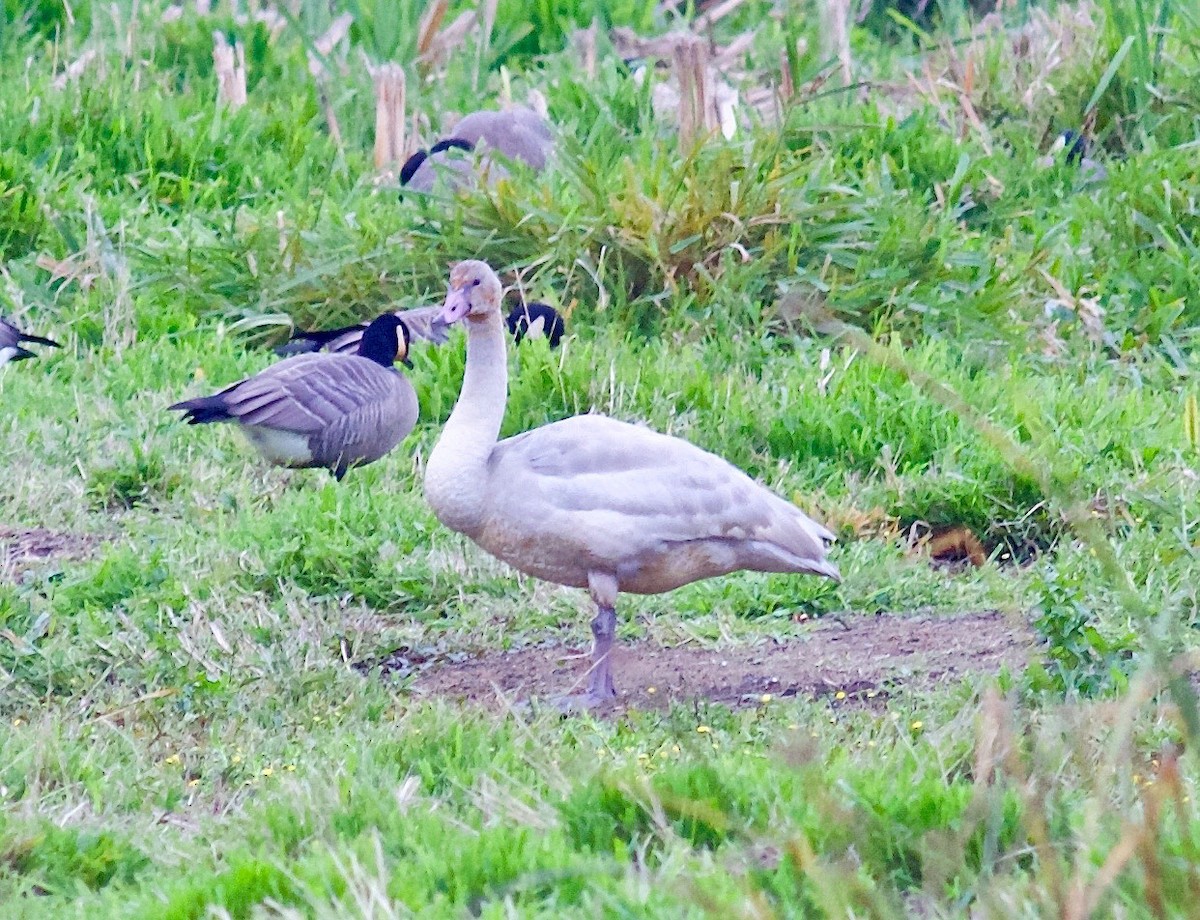 Tundra Swan - Kathryn Keith