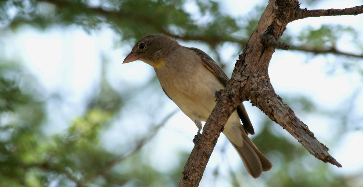 Yellow-spotted Bush Sparrow - Anabel&Geoff Harries