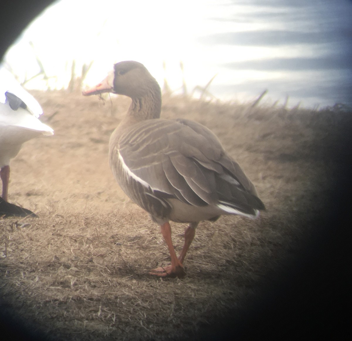 Greater White-fronted Goose - ML207778191