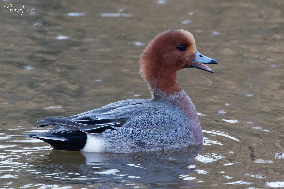 Eurasian Wigeon - ML207779241