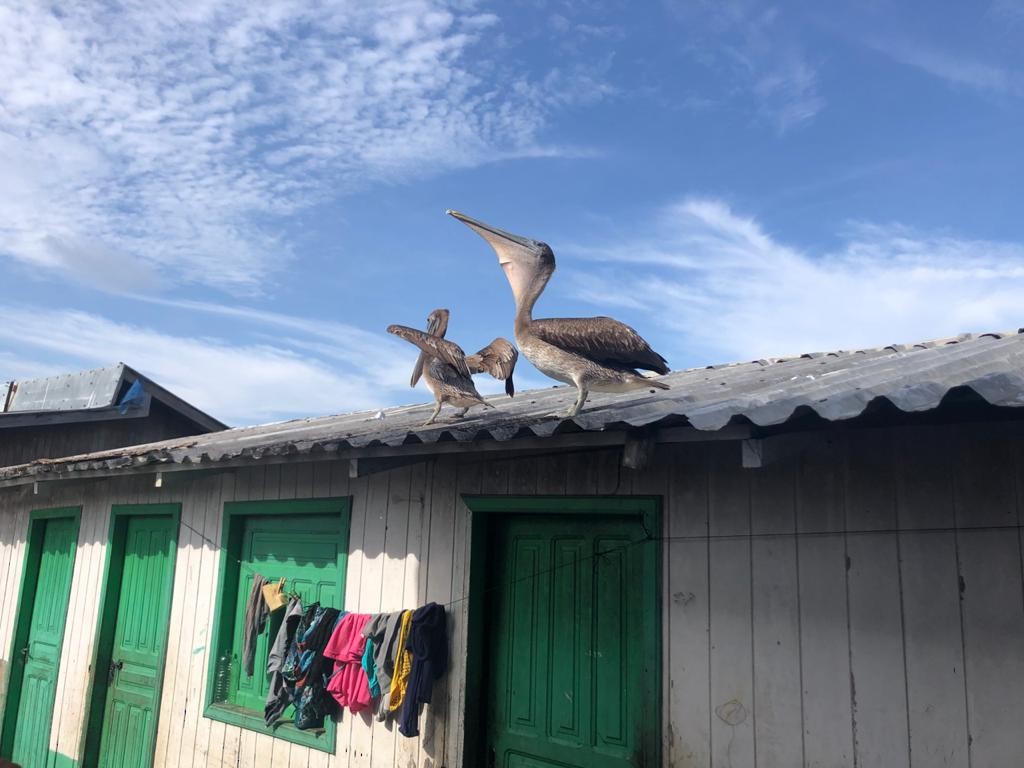 Brown Pelican - ML207780601