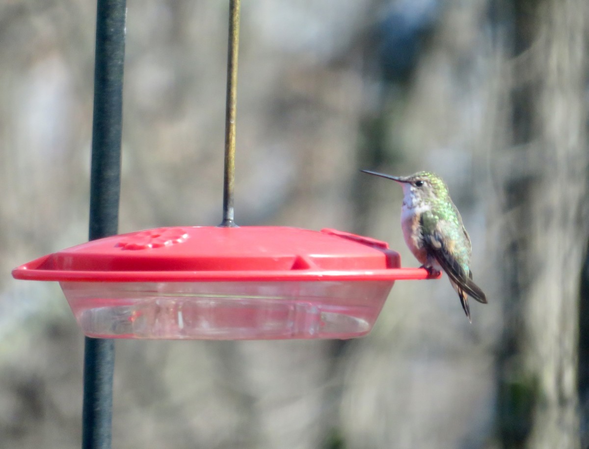 Rufous Hummingbird - ML207781371