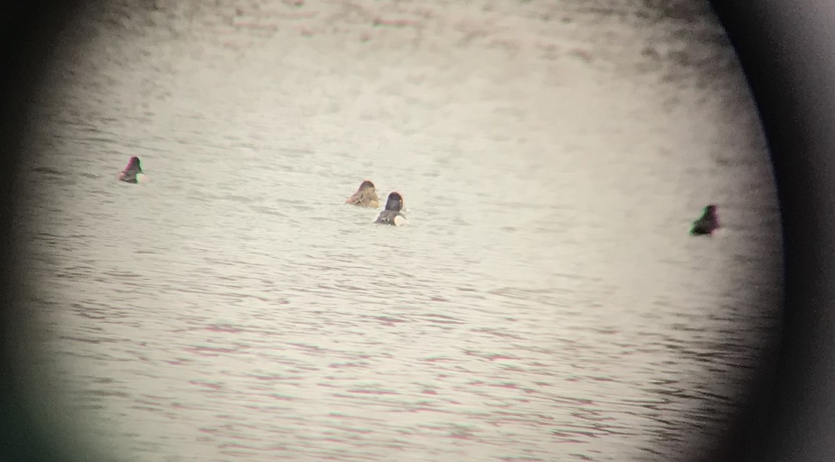 Ring-necked Duck - ML207781471