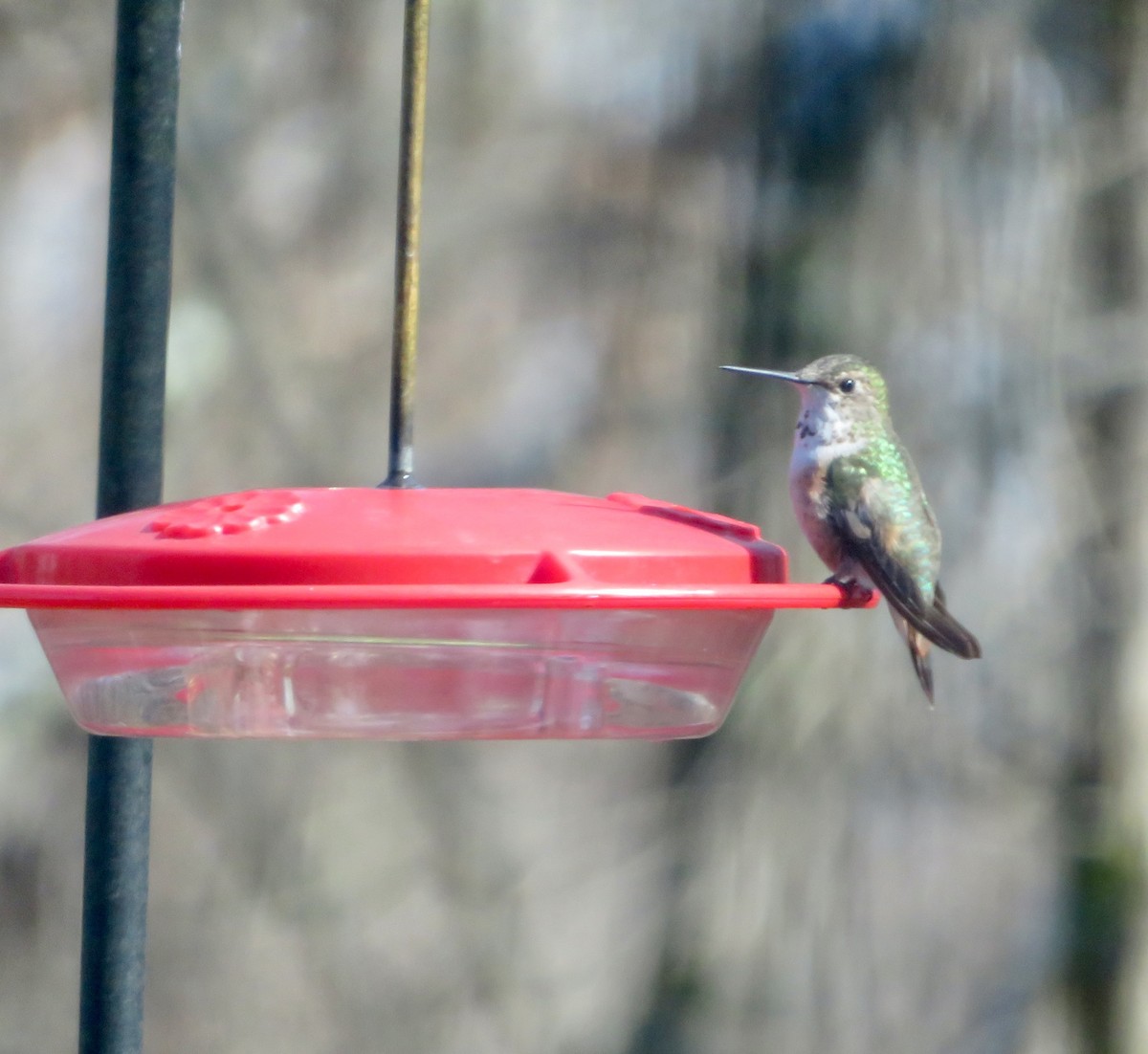 Rufous Hummingbird - ML207782061