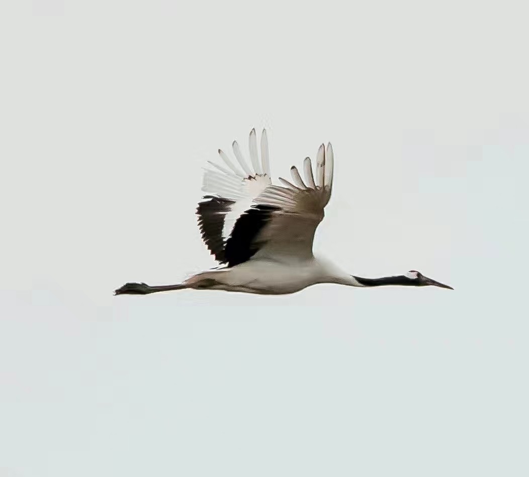 Red-crowned Crane - ML207782731