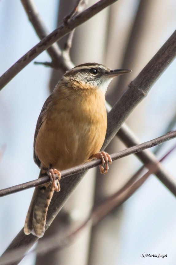 Carolina Wren - ML20778571