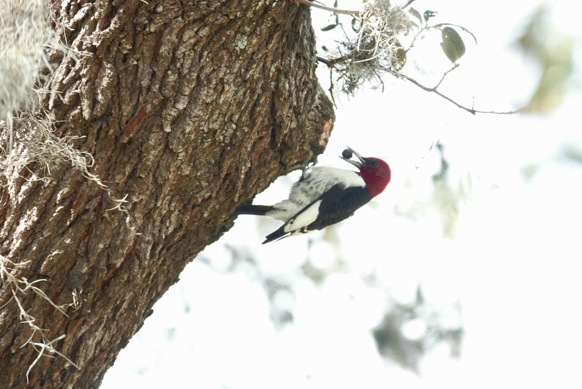 Red-headed Woodpecker - ML207785721