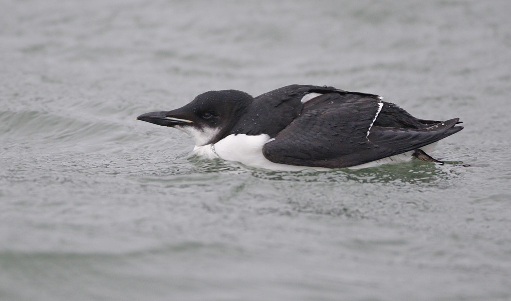 Thick-billed Murre - ML207786411