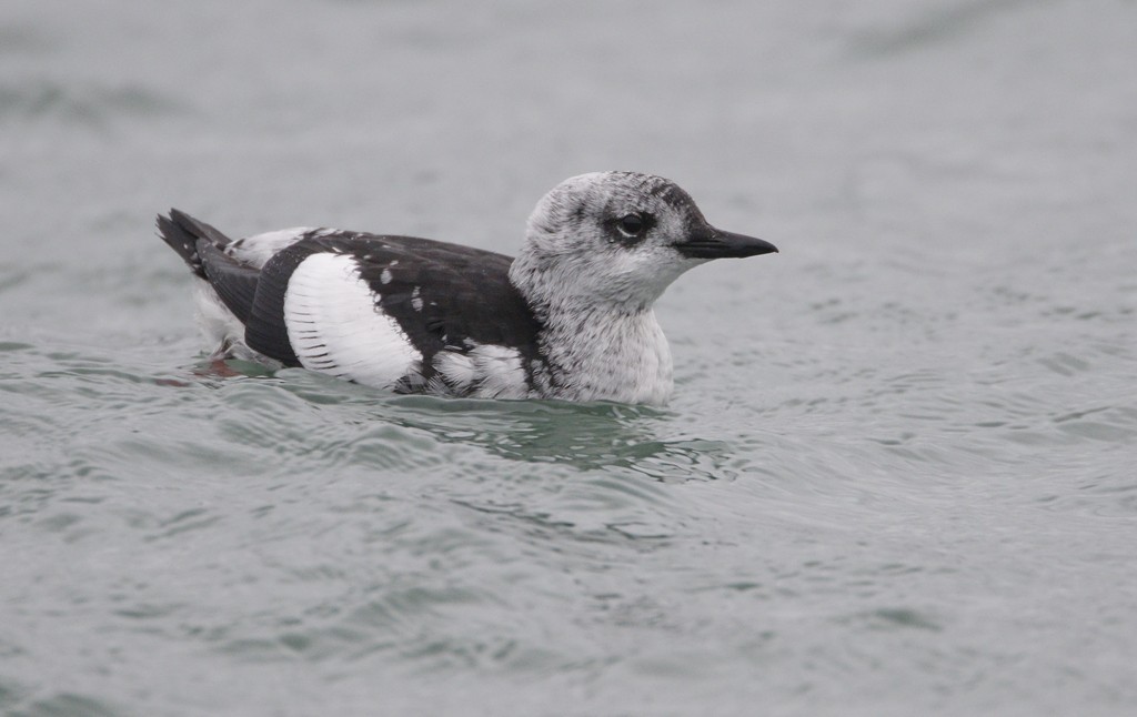 Black Guillemot (grylle Group) - Alex Máni Guðríðarsson