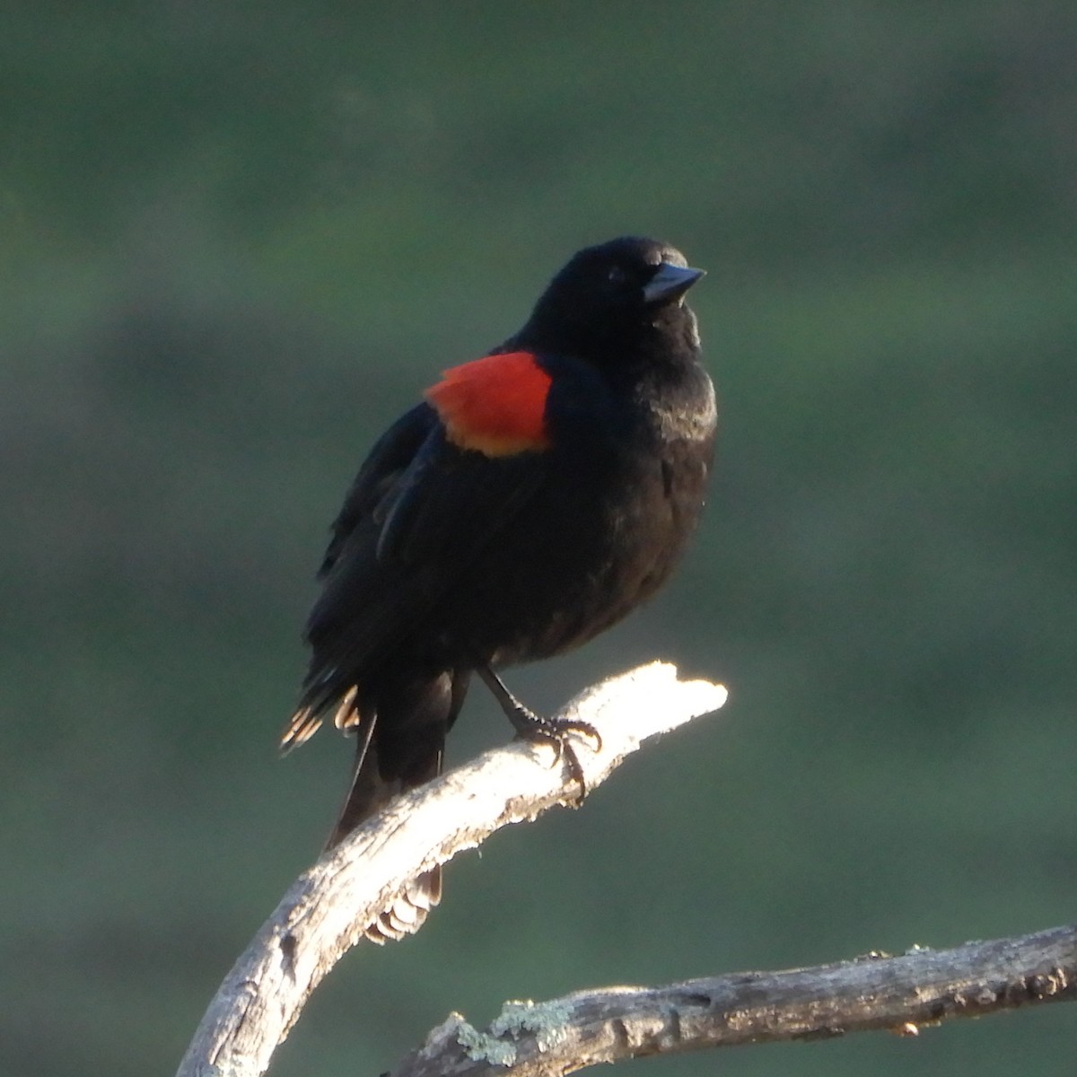 Red-winged Blackbird - ML207786711