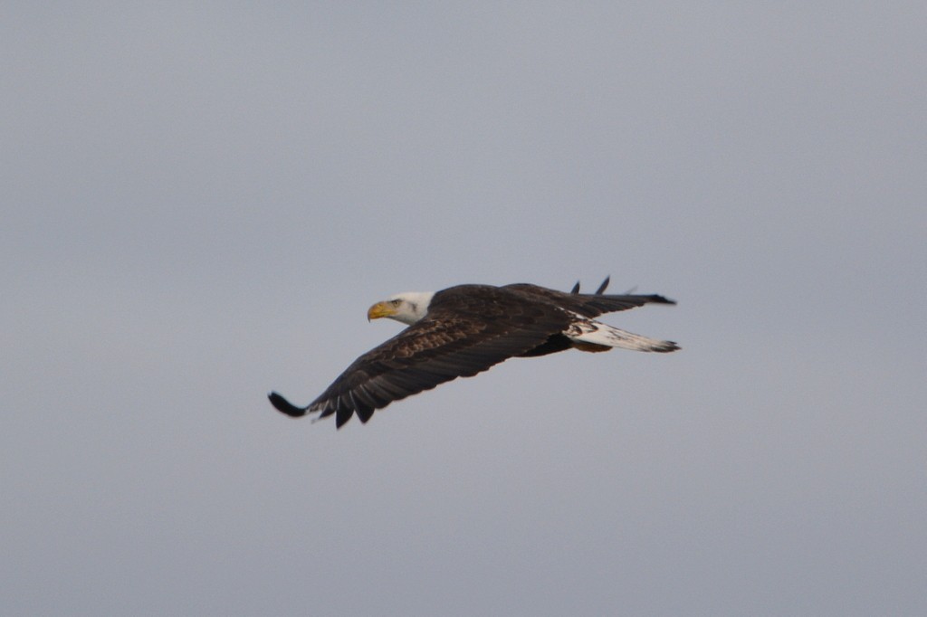 Bald Eagle - ML207787041