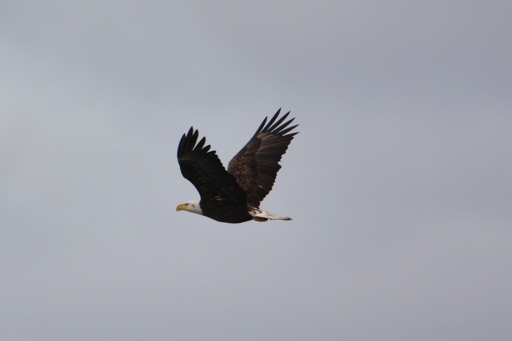 Weißkopf-Seeadler - ML207787061