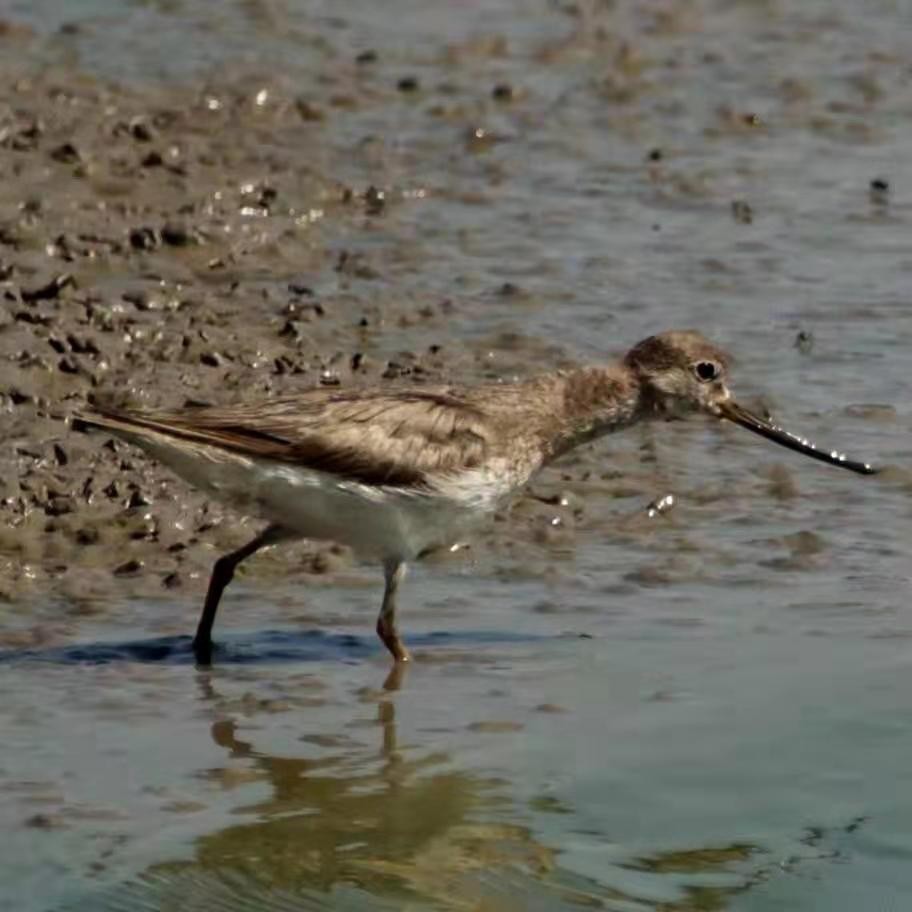 Terek Sandpiper - ML207787741