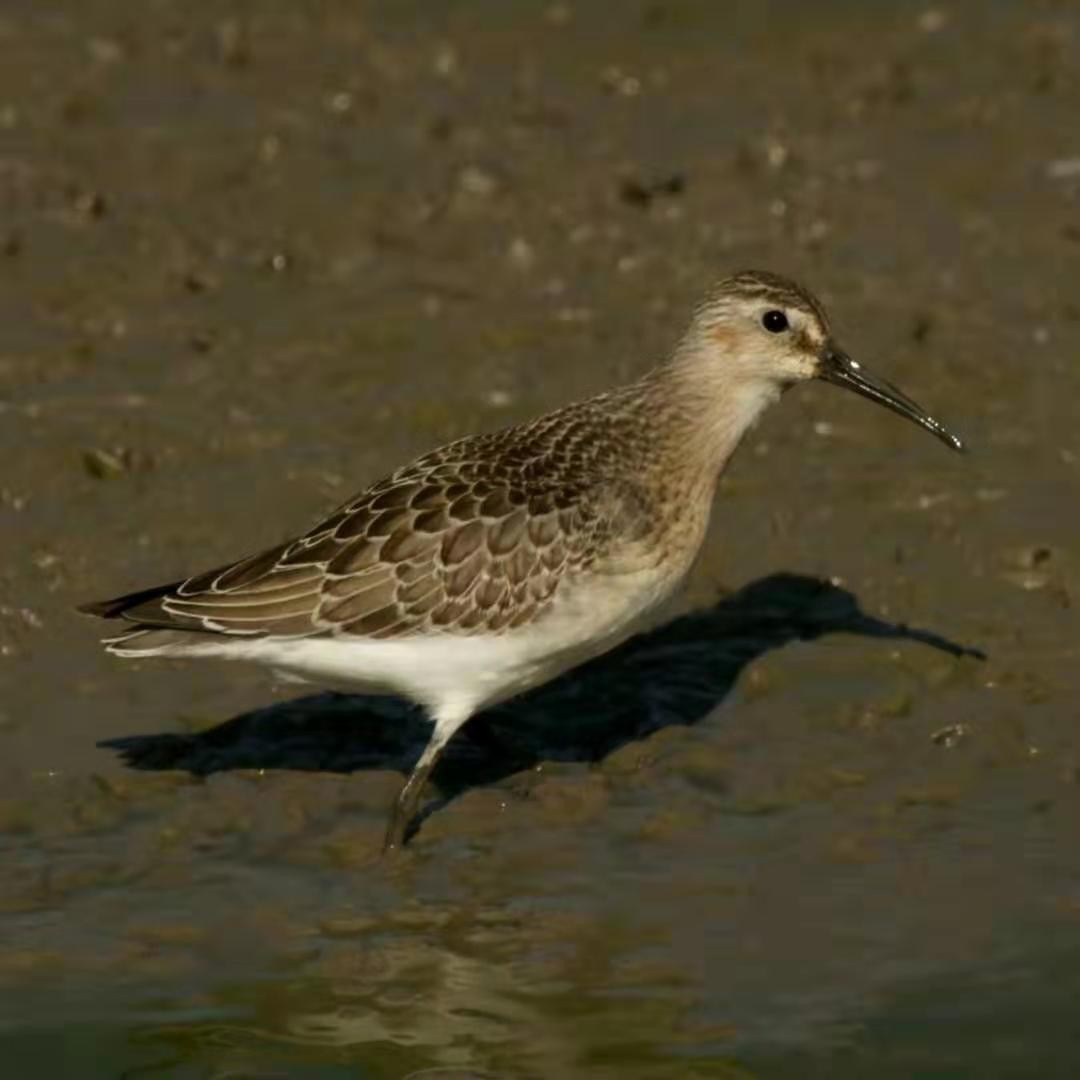 Curlew Sandpiper - ML207787841