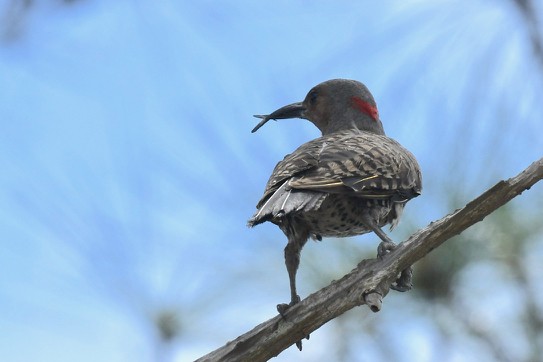 Northern Flicker - ML207788641