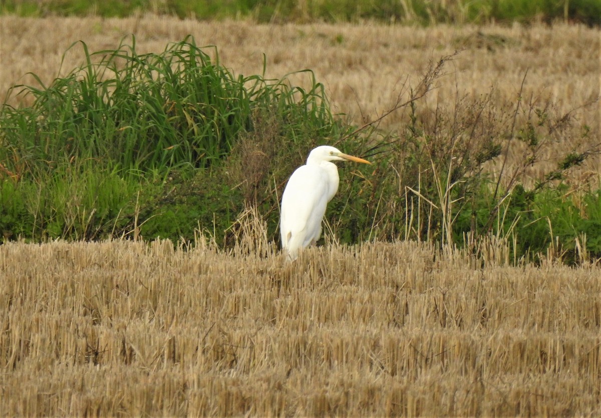 Great Egret - Manuel Ribeiro