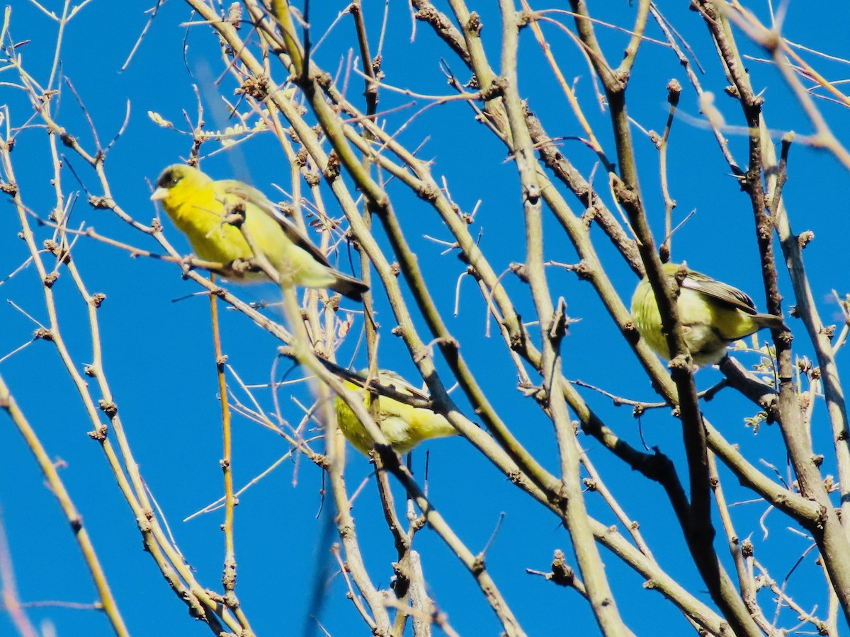 Lesser Goldfinch - ML207789281