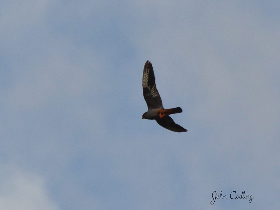 Red-footed Falcon - ML20779031
