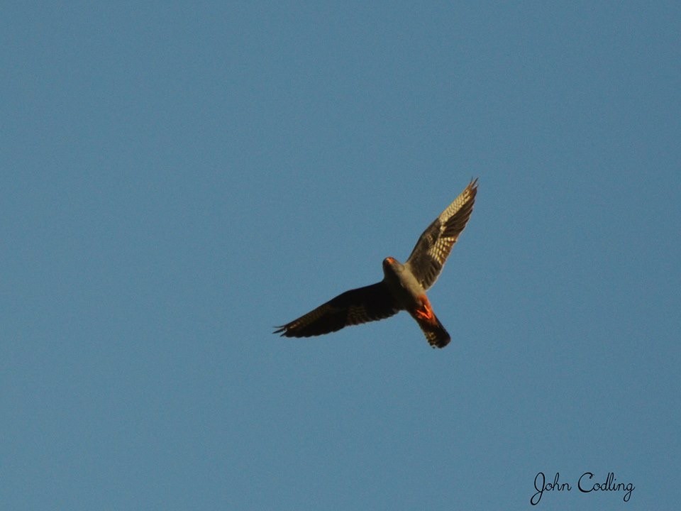 Red-footed Falcon - ML20779041