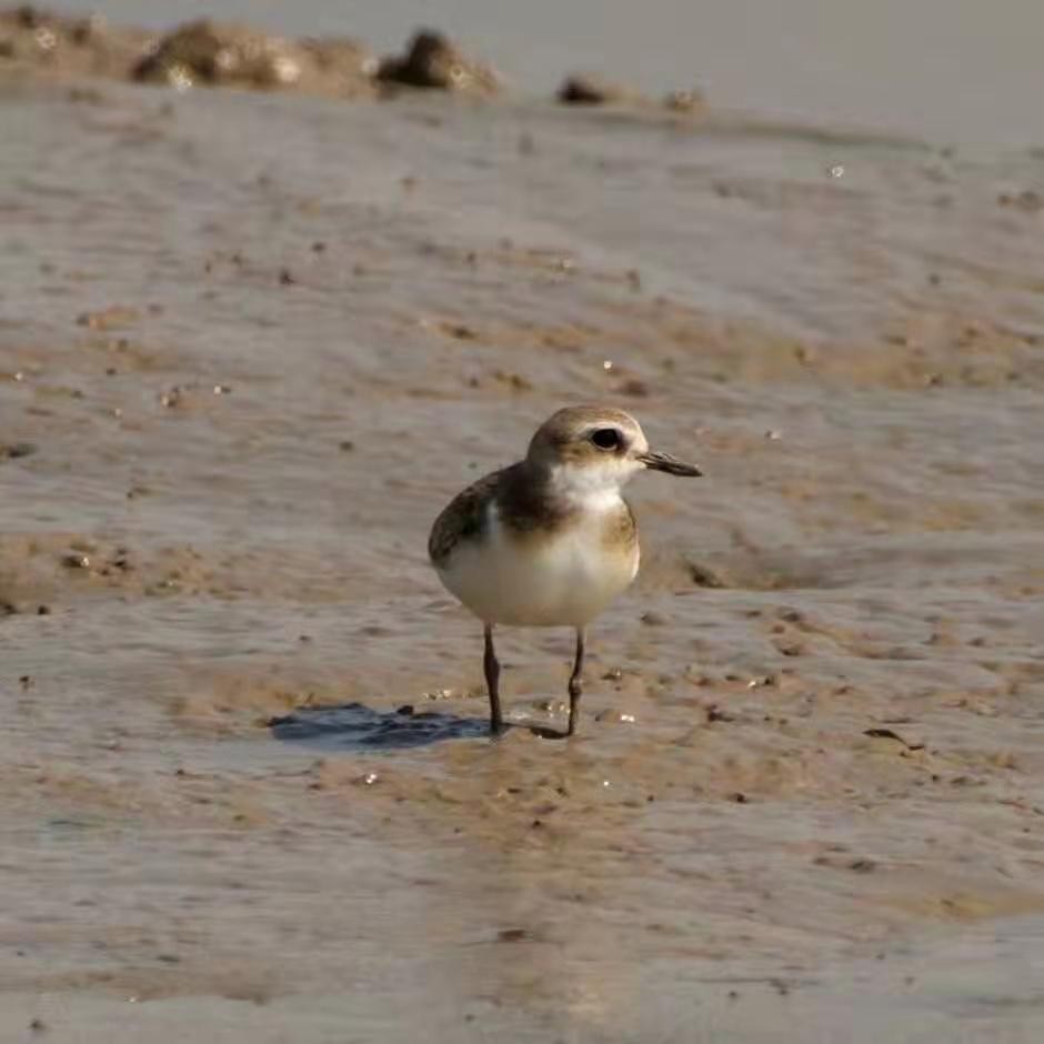 Greater Sand-Plover - ML207790591