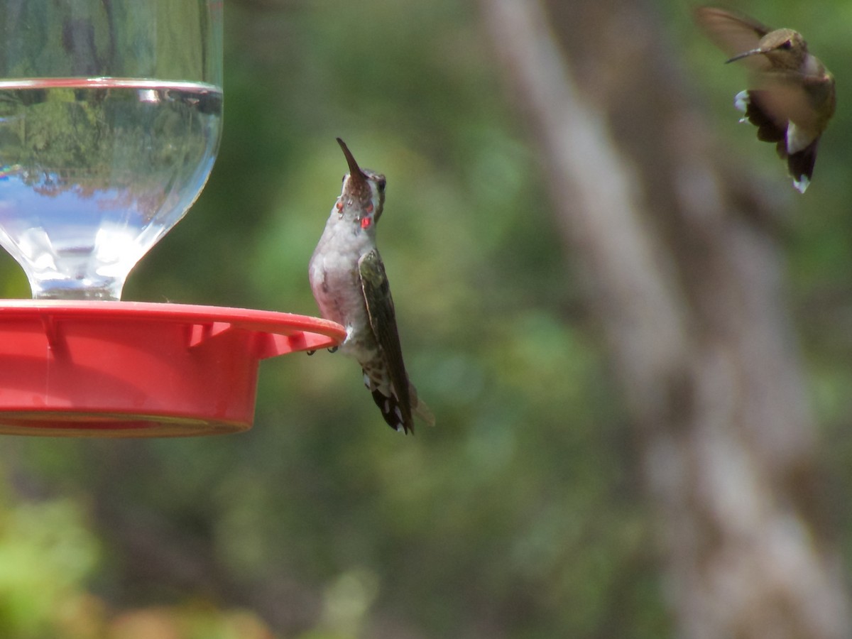 Plain-capped Starthroat - Danny Tipton