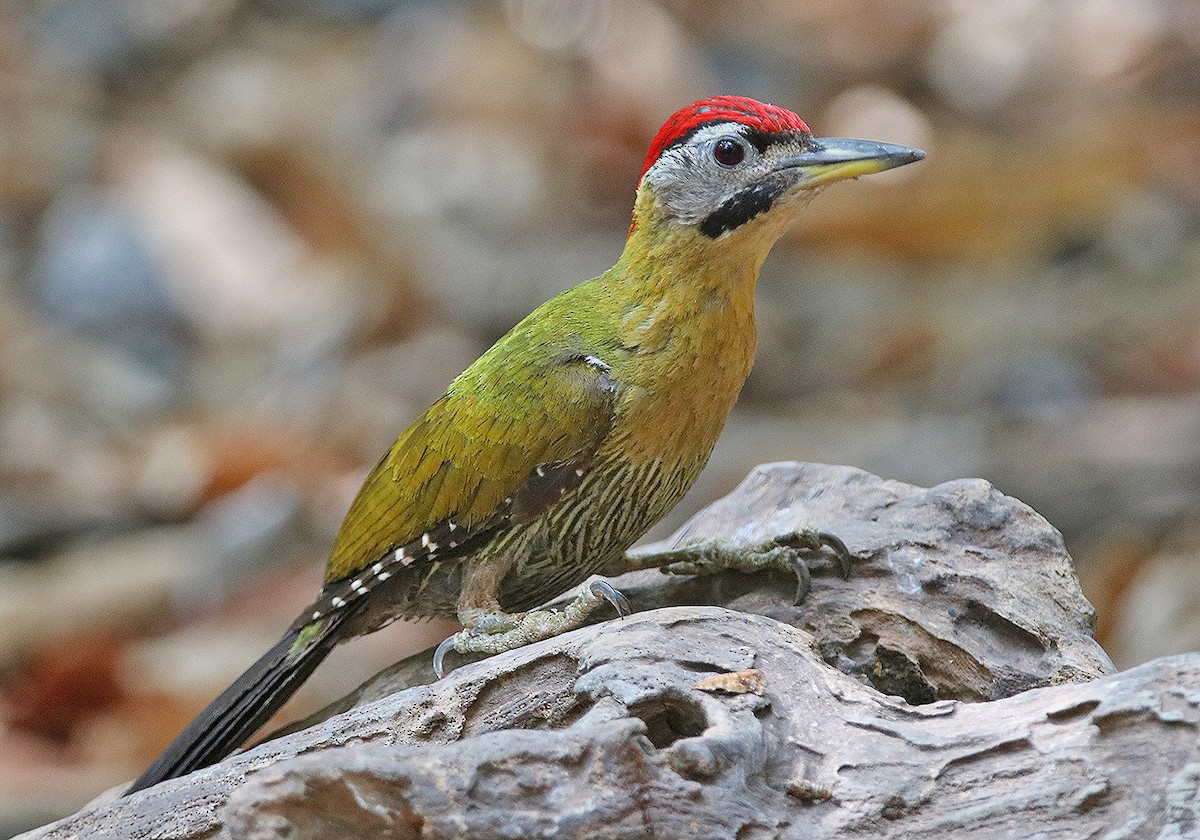 Laced Woodpecker - Tim Avery