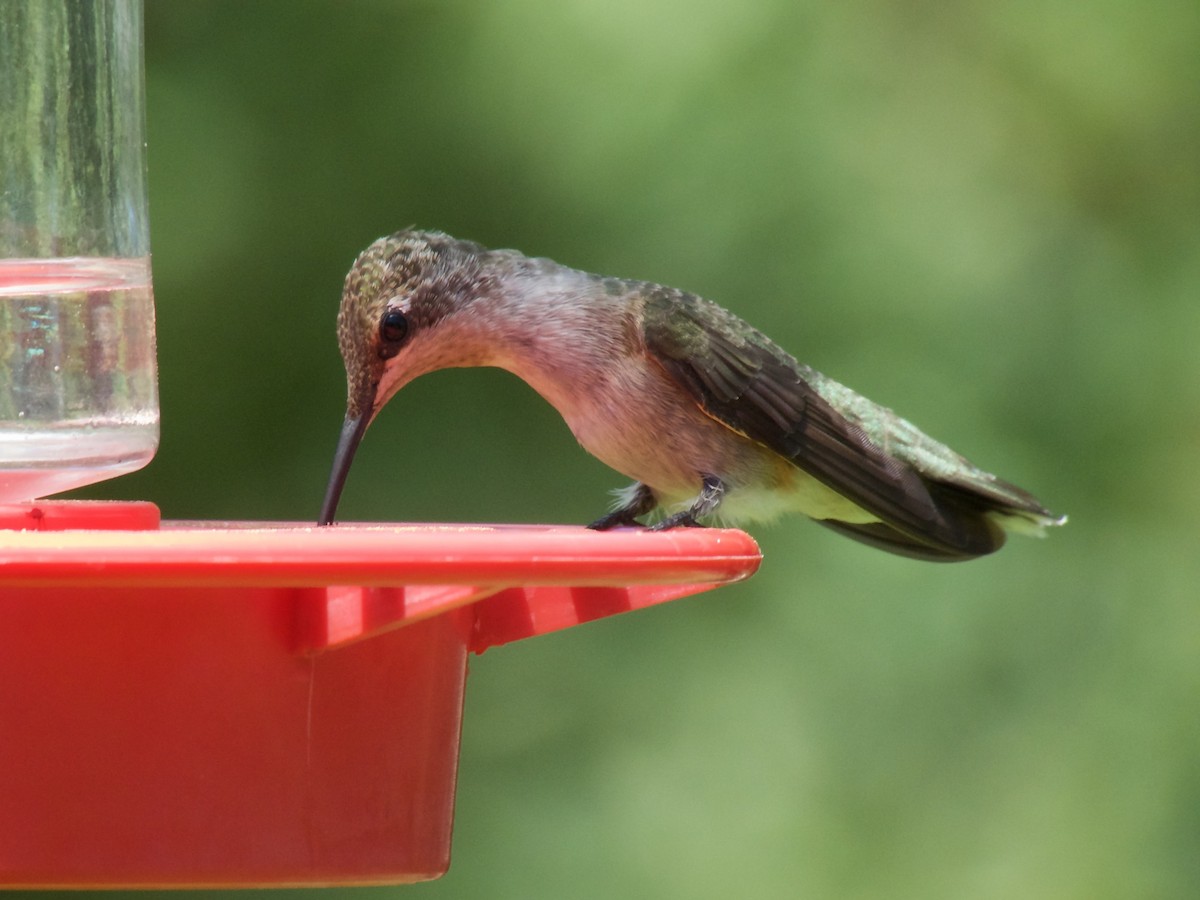 Black-chinned Hummingbird - Danny Tipton