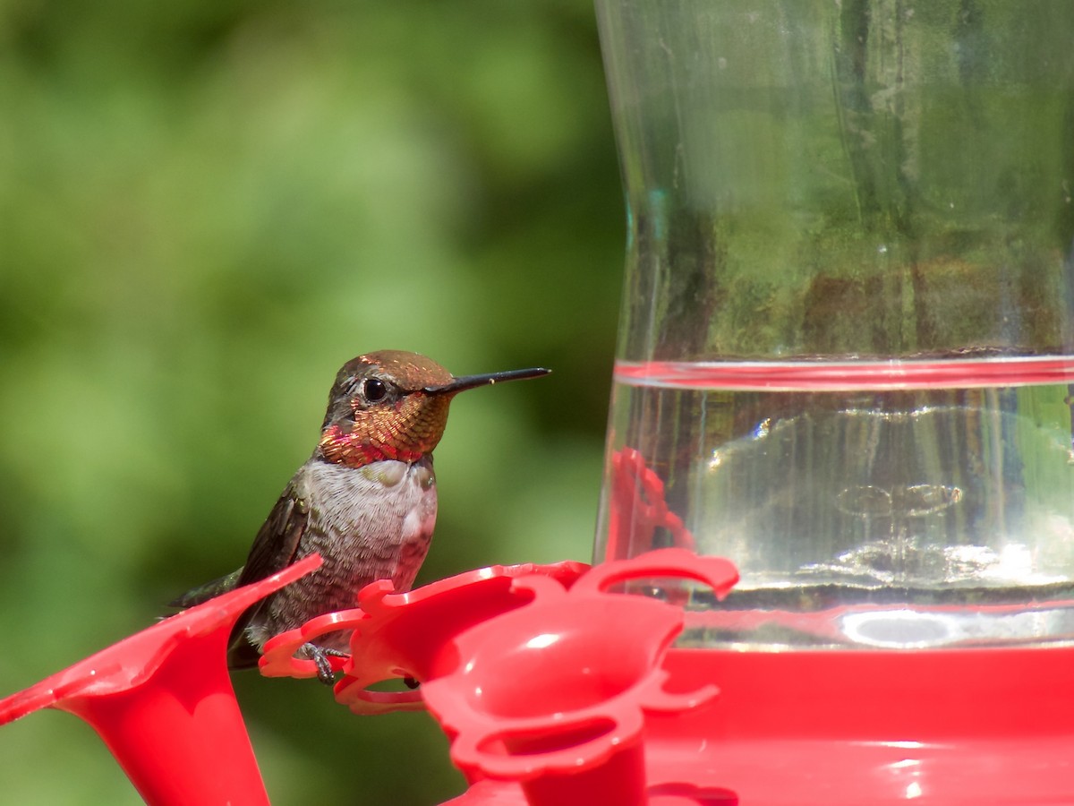 Anna's Hummingbird - Danny Tipton