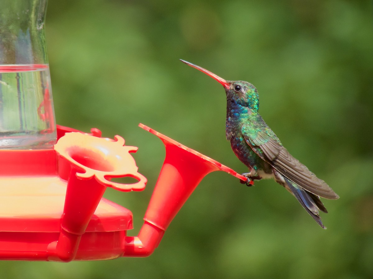 Broad-billed Hummingbird - Danny Tipton