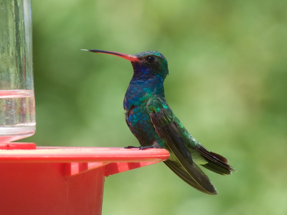 Broad-billed Hummingbird - Danny Tipton