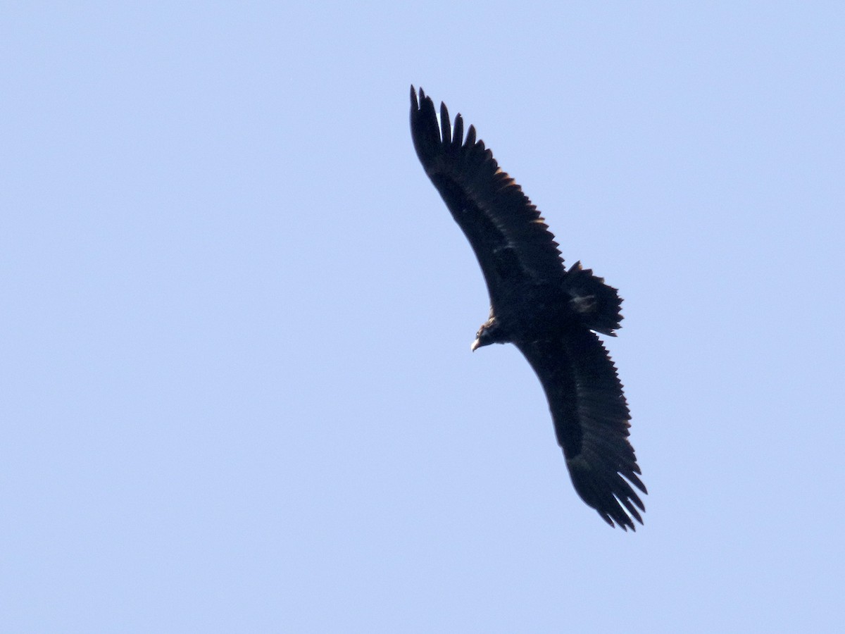 Cinereous Vulture - ML207793191