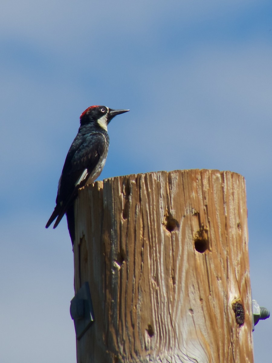 Acorn Woodpecker - Danny Tipton