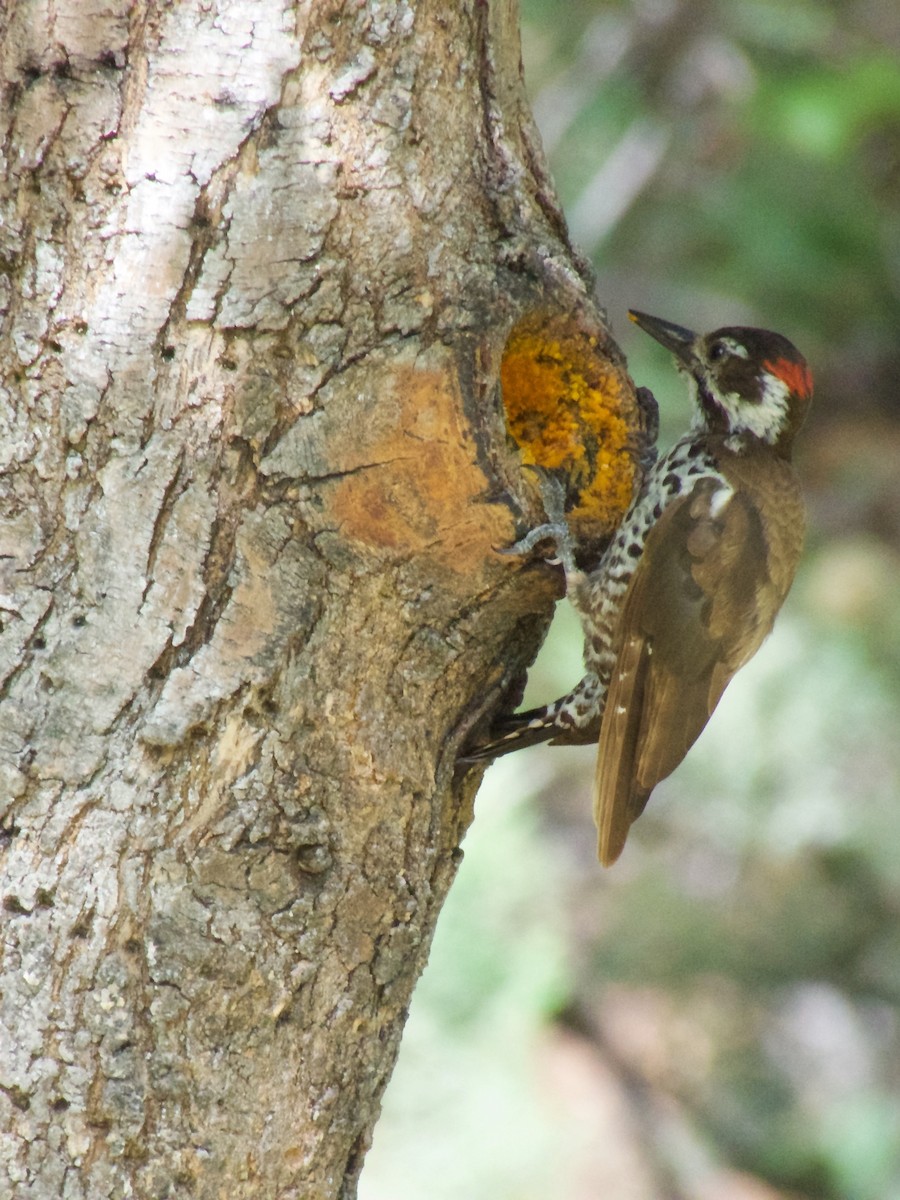 Arizona Woodpecker - Danny Tipton