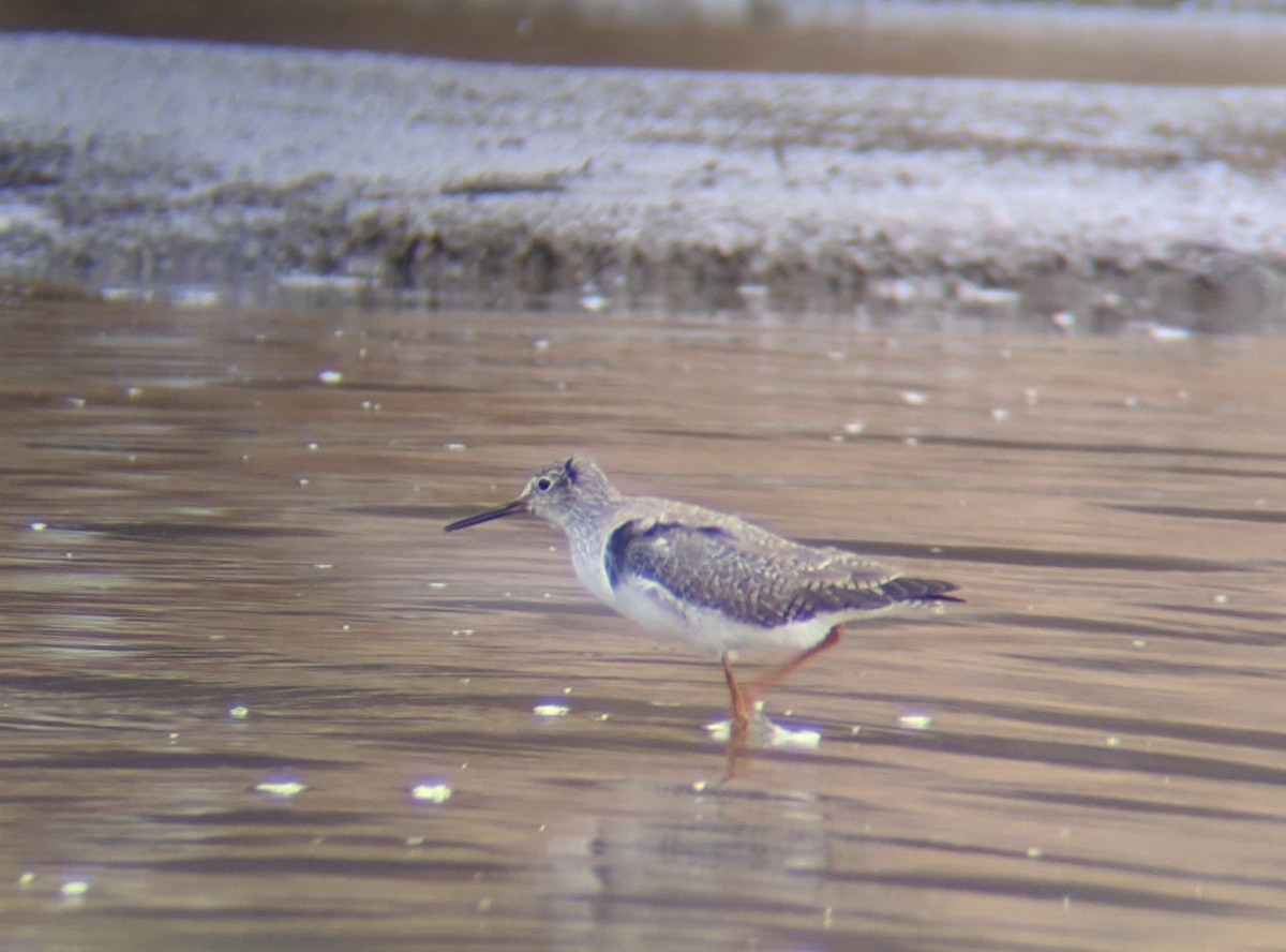 Lesser Yellowlegs - ML207794651