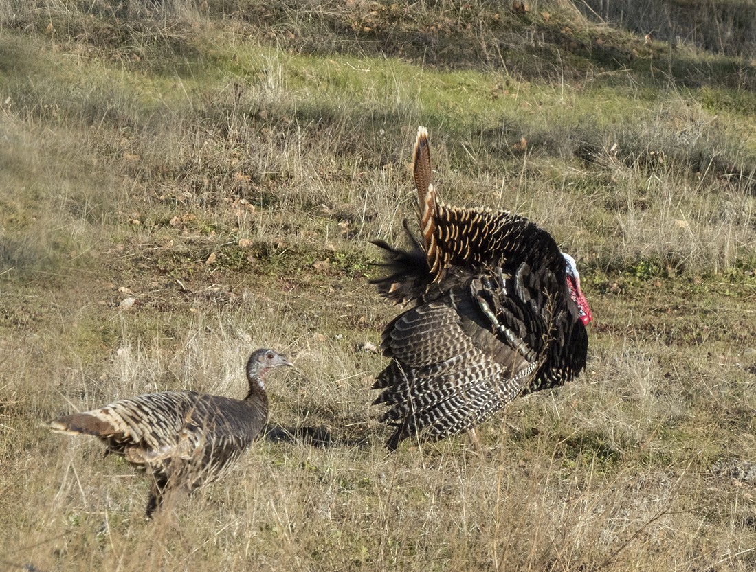 Wild Turkey - ML207796511