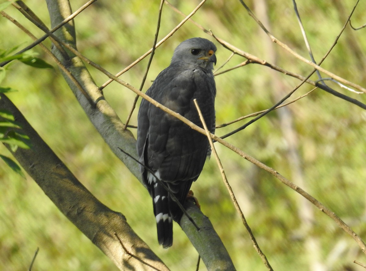 Gray Hawk - ML207796951