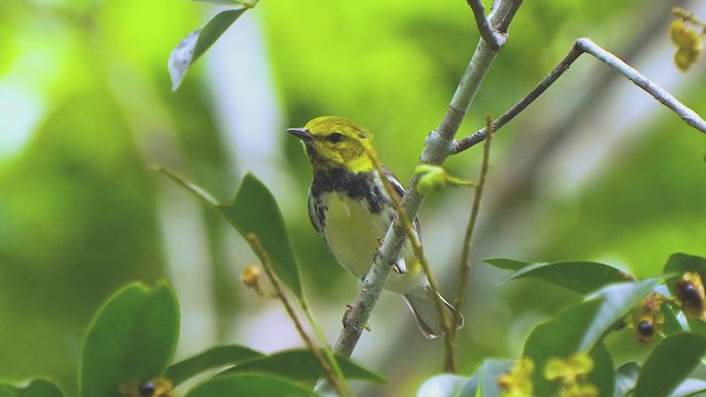 Black-throated Green Warbler - ML207797361