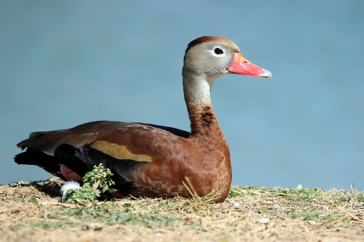 Black-bellied Whistling-Duck - Allee Forsberg