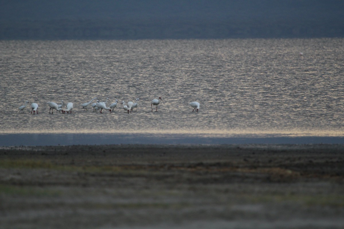 Little Egret - ML207798401