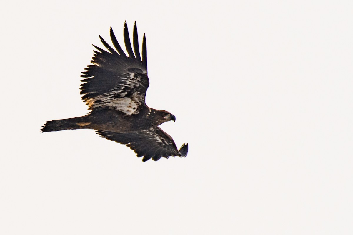 Bald Eagle - Michael Pelc