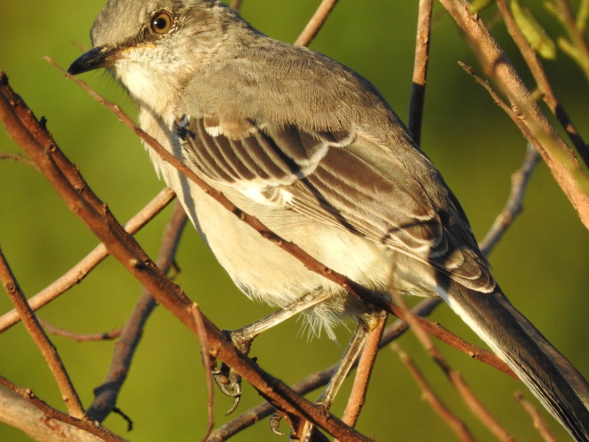 Northern Mockingbird - ML20780161