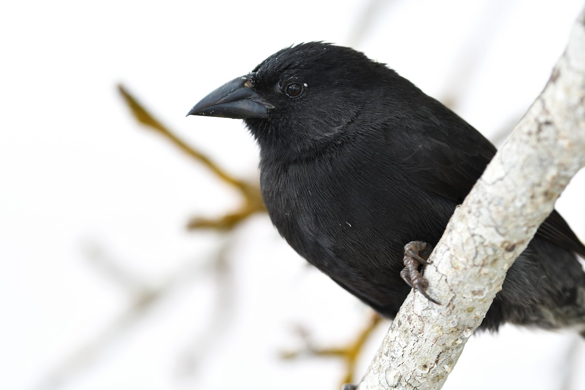 Common Cactus-Finch - ML207801891