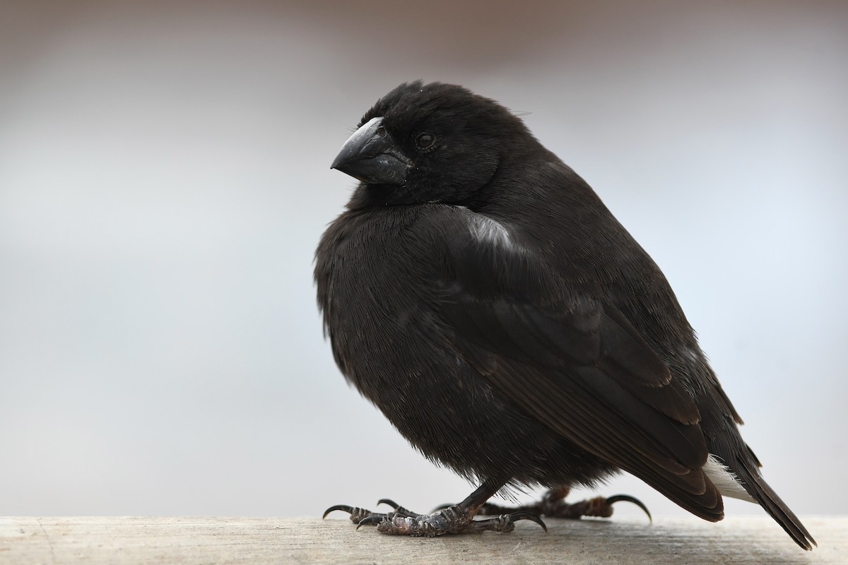 Medium Ground-Finch - David M. Bell