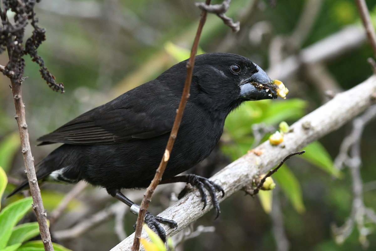 Large Ground-Finch - ML207802251