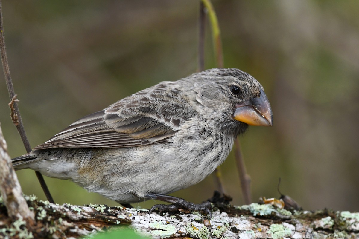 Large Ground-Finch - ML207802571