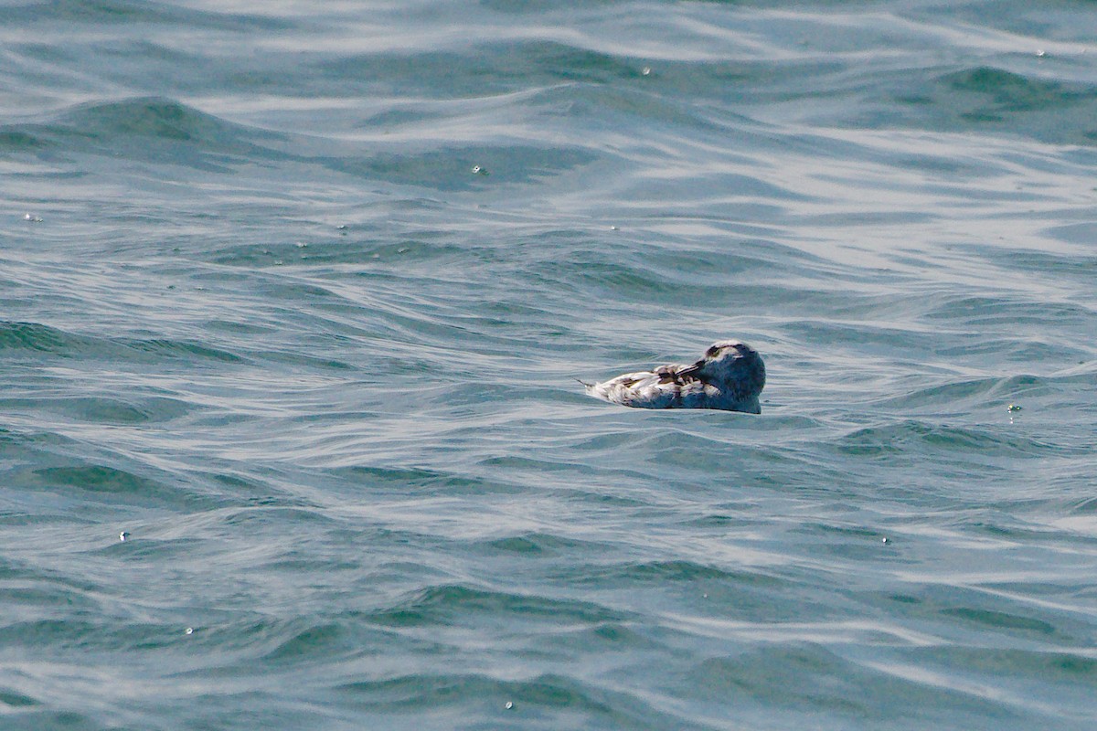 Black Guillemot - ML207802651