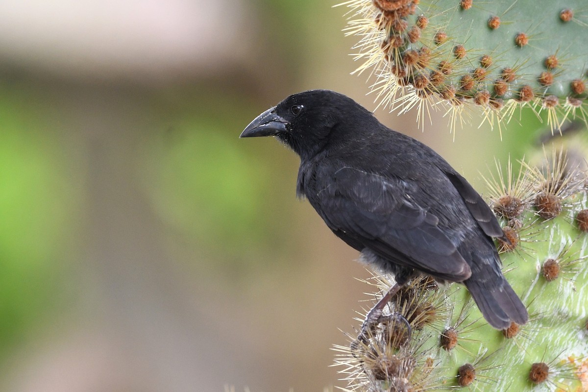 Common Cactus-Finch - ML207802811